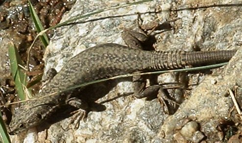 Podarcis muralis